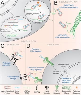 New perspectives on the regulation of germinal center reaction via αvβ8- mediated activation of TGFβ